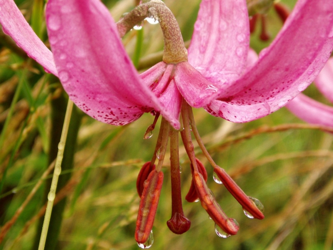«Остров сокровищ существует!» (Путешествия, детские программы, детские путешествия)