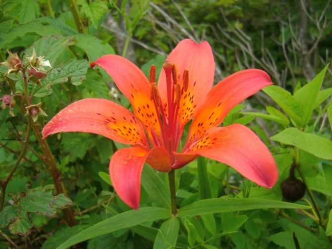 «Остров сокровищ существует!» (Путешествия, детские программы, детские путешествия)