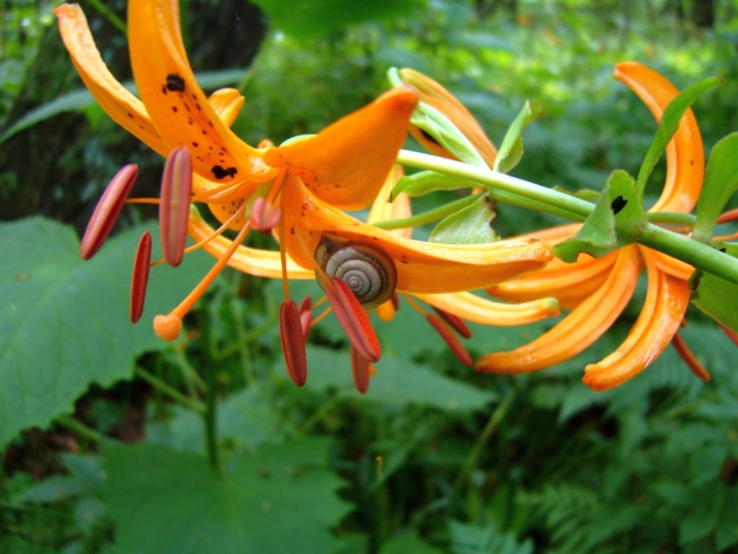 «Остров сокровищ существует!» (Путешествия, детские программы, детские путешествия)