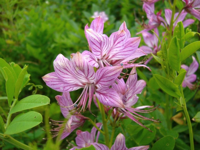 «Остров сокровищ существует!» (Путешествия, детские программы, детские путешествия)