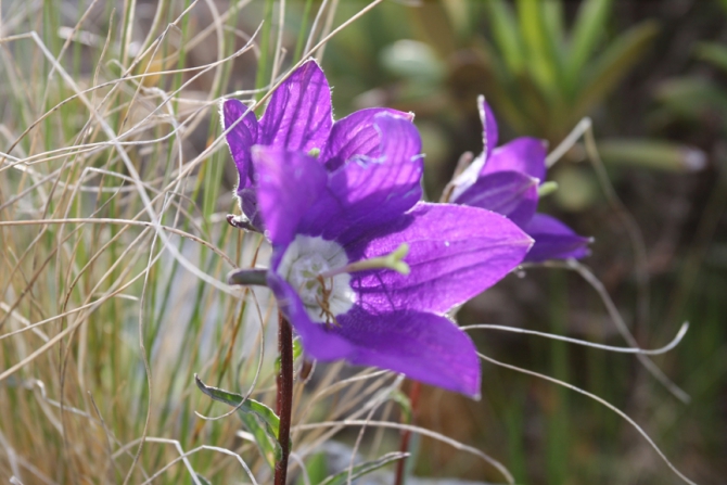 Путешествие в Чаргали. В гостях у Важа Пшавела (Горный туризм)